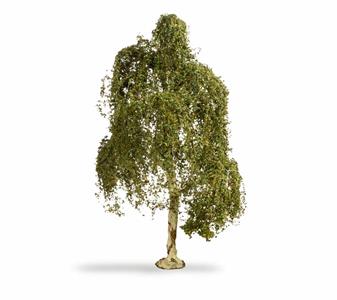 252003 Noch Hängebirke - 20120.jpg